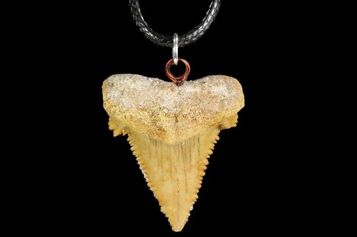 Fossil Shark (Palaeocarcharodon) Tooth Necklace -Morocco #110023